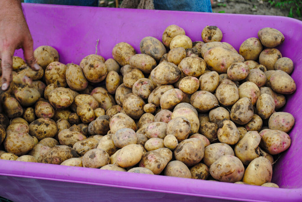 cultiver vos propres pommes de terre récolte
  - Photo, image