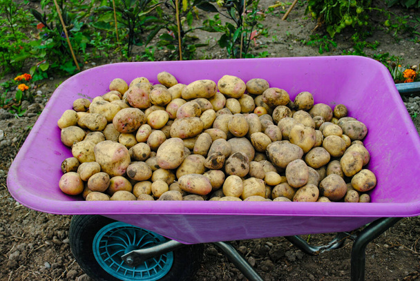 grow your  own  potatoes  harvesting  - Photo, Image