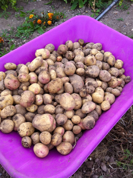 pěstujte si vlastní sklizeň brambor  - Fotografie, Obrázek