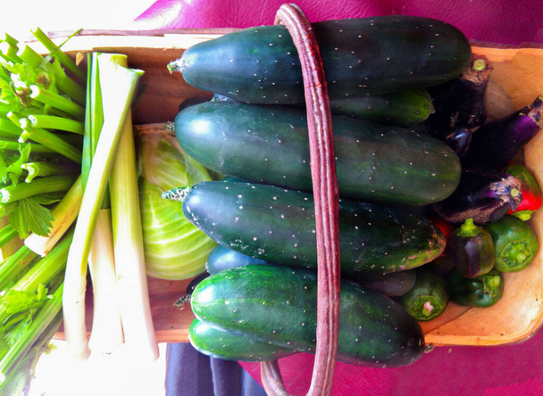 kweek uw eigen komkommers tuinieren thuis  - Foto, afbeelding