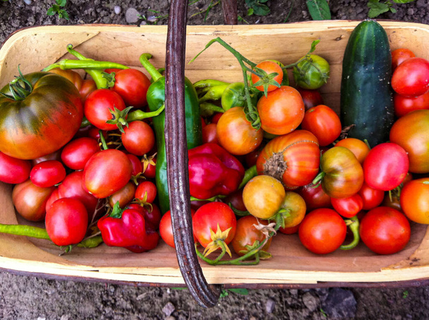 coltivare il proprio raccolto di pomodori
  - Foto, immagini