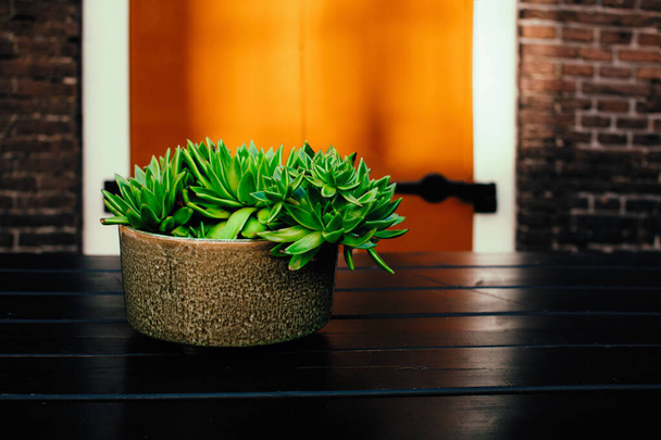 Succulent on a wooden table - Φωτογραφία, εικόνα