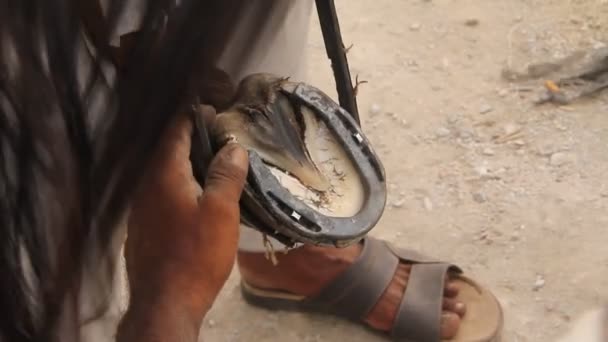 Hufeisen-Anwendung im Gange, um Pferdeabsätze auf der Straße zu schützen. - Filmmaterial, Video