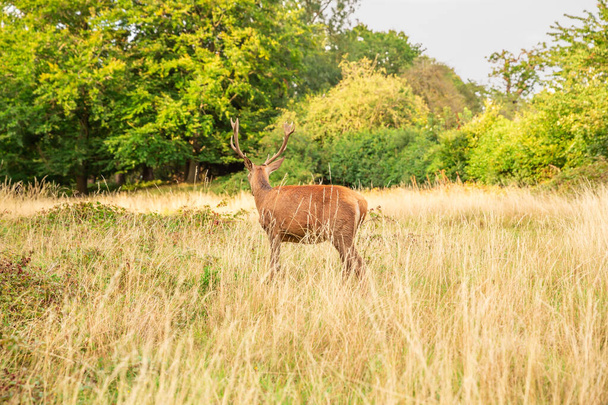 Один красный олень в Ричмонд-парке, Лондон
. - Фото, изображение