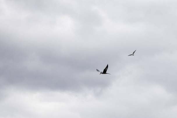 空の孤独な海の鳥。野生動物の質感と背景 - 写真・画像