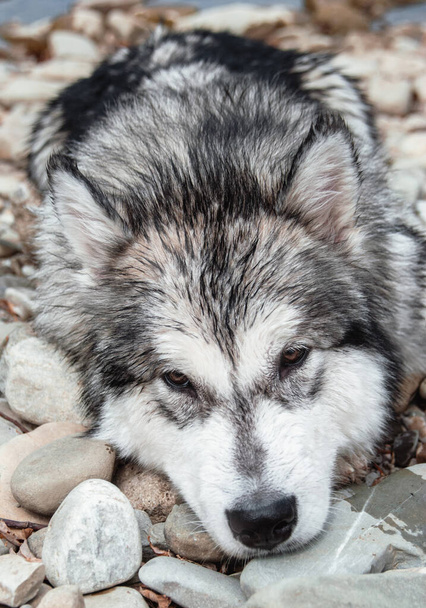 Alaskanmalamuutti. Iso sukutaulu koira. Muotokuva harmaa valkoinen Malamute luonnossa
. - Valokuva, kuva