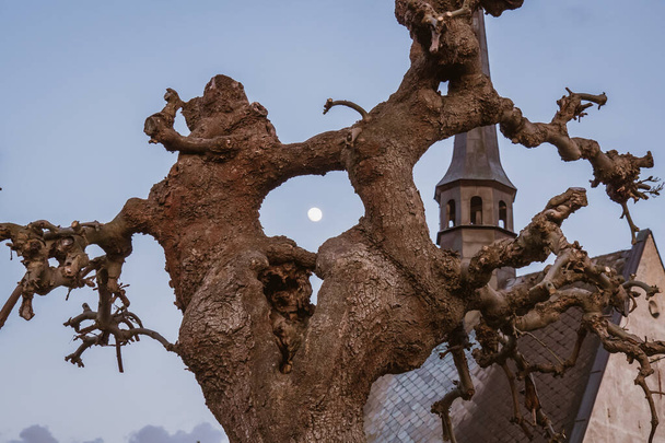 Katolikus templom arany kupolák keresztül puszta fa ágak ellen esti ég vékony hold felett. - Fotó, kép