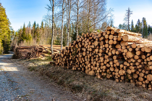 Gefällte Bäume stehen in einem Wald in Schweden zum Abtransport bereit - Foto, Bild