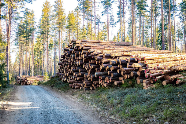 Kesilen ağaçlar İsveç 'te bir ormanda taşınmaya hazır. - Fotoğraf, Görsel