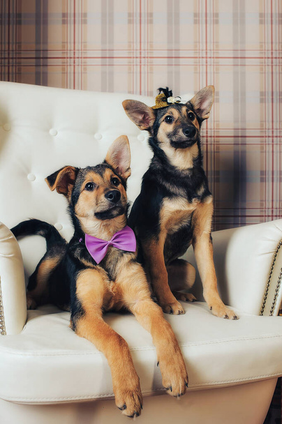 two dogs with a hat and a bow - Foto, afbeelding