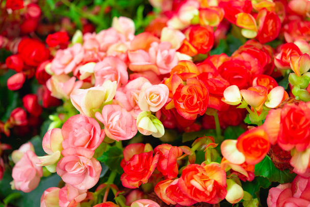 Бегония цветы текстуры полный цветения в саду, Бегония tuberhybrida
 - Фото, изображение