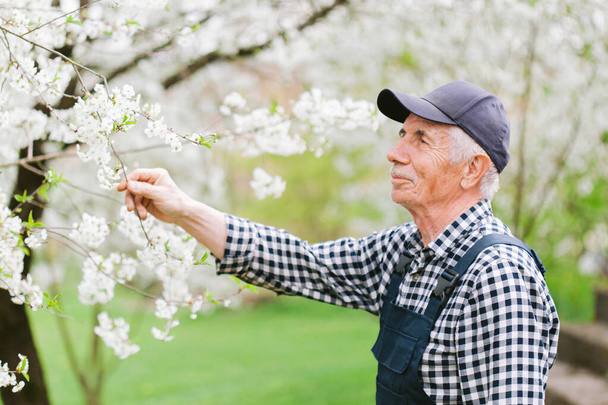 Senior gardener working with blooming tree. Old man in cap and overall in garden. Portrait of aged worker - Фото, изображение