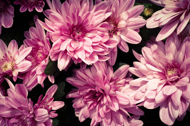 Beautiful pink flowers chrysanthemum flower heads - Zdjęcie, obraz