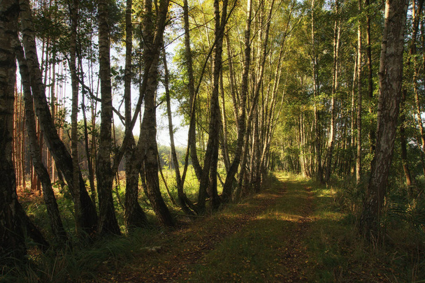 The sunny road among autumn birches - Valokuva, kuva