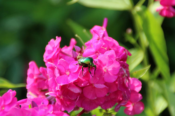 insetto accovacciato su un cespuglio di flox in fiore
 - Foto, immagini