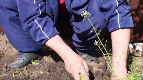 Gardening in the summer in the area. The man pulls the weeds out of ground - Séquence, vidéo
