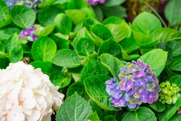 Hydrangea or hortensia flower, blooming in spring and summer. - Photo, Image