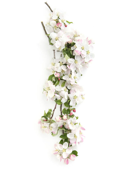 Branch with blossoms isolated on white background. White spring apple tree flowers branch - Foto, Imagen