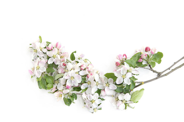Branch with blossoms isolated on white background. White spring apple tree flowers branch - Foto, Imagen