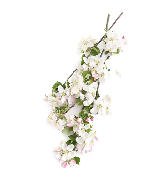 Branch with blossoms isolated on white background. White spring apple tree flowers branch - Фото, зображення