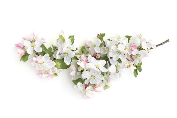 Branch with blossoms isolated on white background. White spring apple tree flowers branch - Fotografie, Obrázek