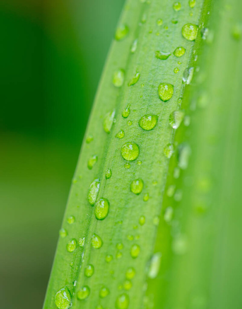 Close-up natuur uitzicht op groen blad op wazig groen achtergrond in de tuin met kopieerruimte met behulp van als achtergrond natuurlijke groene planten landschap, ecologie, vers behang concept. - Foto, afbeelding