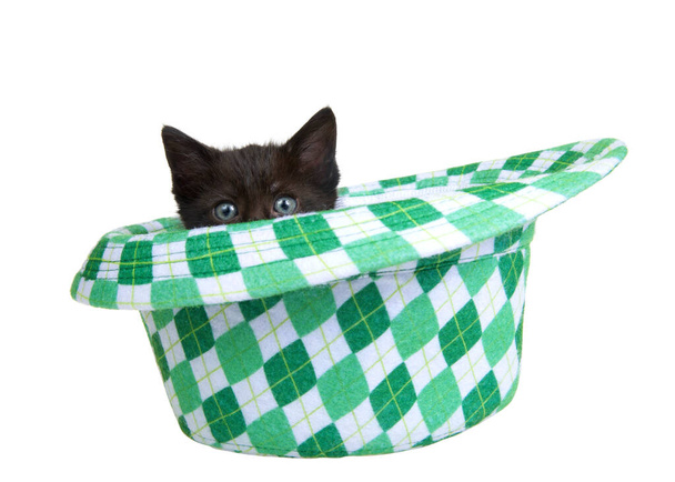 Ein schwarzes Kätzchen ragt aus einem grün karierten Fedora-Hut hervor, isoliert auf weißem Hintergrund. Spaßiges Ferienthema mit Katzen - Foto, Bild