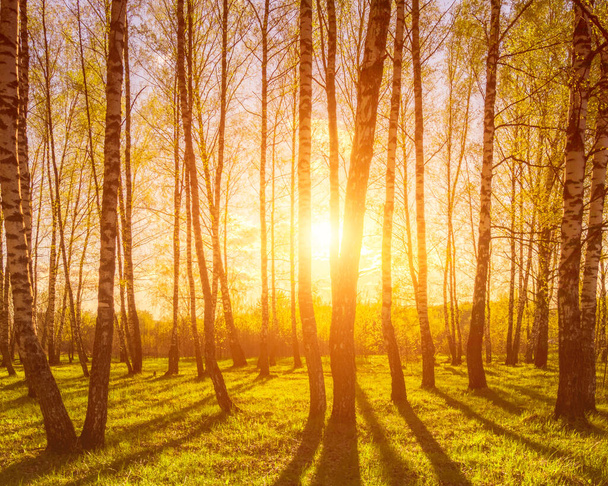 Coucher de soleil ou aube dans une forêt de bouleaux printaniers avec un jeune feuillage lumineux rayonnant dans les rayons du soleil et les ombres des arbres. - Photo, image