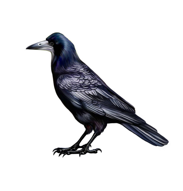 Rook (Corvus frugilegus), realistic drawing, illustration for encyclopedia, isolated character on white background - Photo, Image
