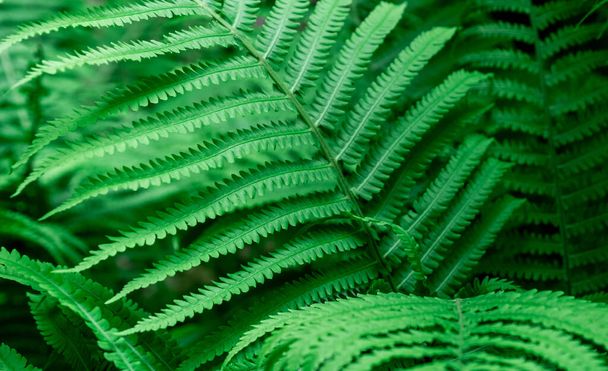 Tropische groene bladeren van varens, Natuur achtergrond, close-up, selectieve focus. - Foto, afbeelding
