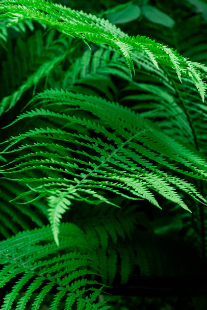 Tropisch grüne Farnblätter, Hintergrund der Natur, Nahaufnahme, selektiver Fokus. - Foto, Bild