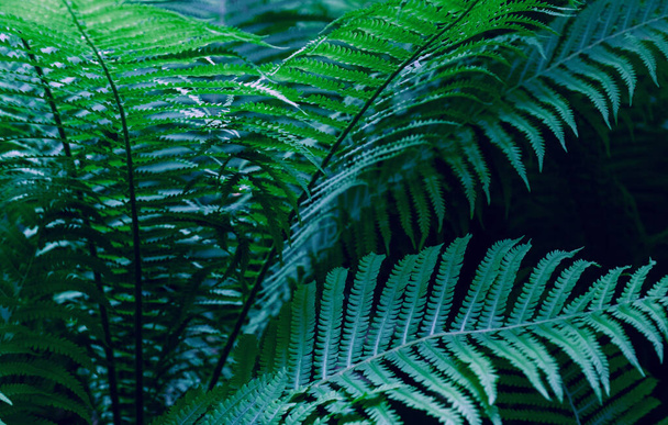 Τροπικά πράσινα φύλλα φτέρης, Φόντο φύσης, κοντινό πλάνο, επιλεκτική εστίαση. - Φωτογραφία, εικόνα