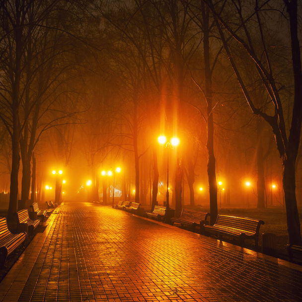 The avenue of city park at night. Kyiv, Ukraine. - Fotoğraf, Görsel