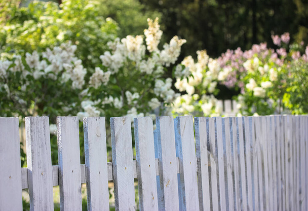 夏の庭と開花茂み、休暇中の田舎の家の生活を背景に白い木製のフェンス. - 写真・画像