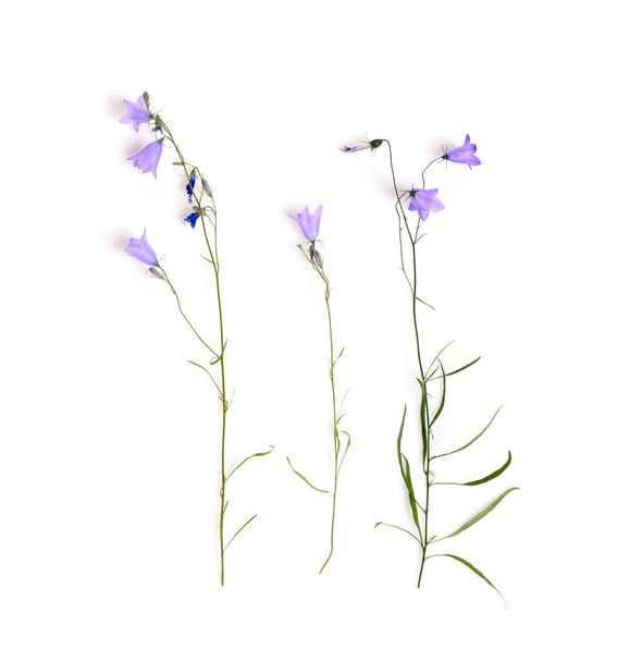 Μπλε αγριολούλουδο. Bellflowers απομονώνονται σε λευκό. Campanula rotundifolia - Φωτογραφία, εικόνα