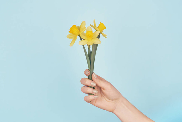 Female hand holding yellow daffodils on blue background - Fotoğraf, Görsel