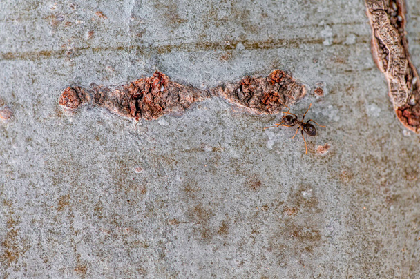 Struktura kůry stromu letadla zblízka na objektivu makra - Fotografie, Obrázek