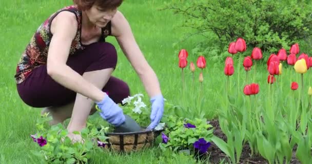 Woman replanting flowers in a flowerpot in a private garden - Imágenes, Vídeo