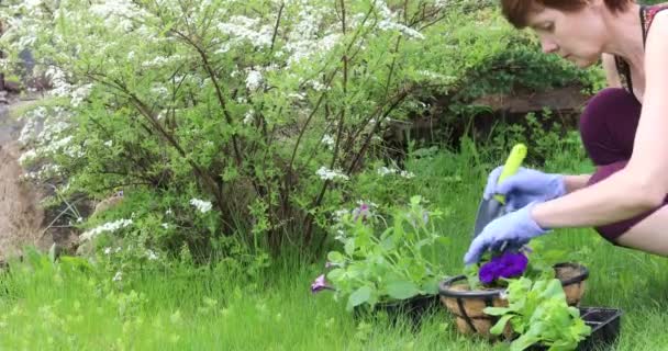 Woman replanting flowers in a flowerpot in a private garden - Felvétel, videó
