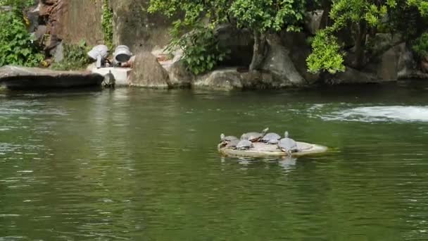 Χελώνες στη λίμνη στο παραδοσιακό κινέζικο πάρκο Chiang Kai Shek Memorial, Ταϊπέι, Ταϊβάν. Χαμηλή γωνία, κίνηση parallax, αργή κίνηση, HD. - Πλάνα, βίντεο