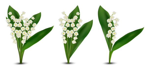 Valley Flowers 'ın 3D gerçekçi Lilly' si. Beyaz arka planda vadideki zambak kokulu. Bir demet çiçek. Vektör illüstrasyonunu ayarla - Vektör, Görsel