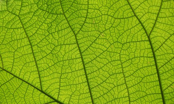 Ekstremalne zbliżenie tekstury tła podświetlanych zielonych żył liści - Zdjęcie, obraz