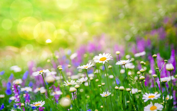 Kaunis niitty värikkäitä elinvoimainen kevät luonnonvaraisia kukkia. Auringonvalo ja bokeh taustalla
. - Valokuva, kuva