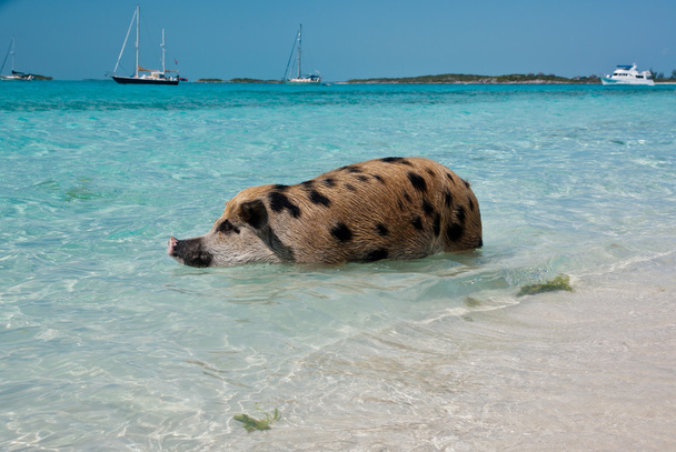 Свиные острова
 - Фото, изображение