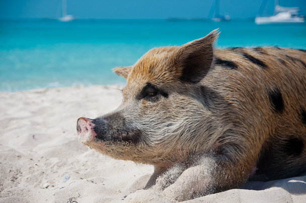 eiland varkens - Foto, afbeelding