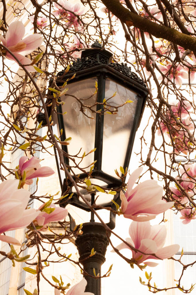 Старый фонарь в окружении розовых цветов
. - Фото, изображение