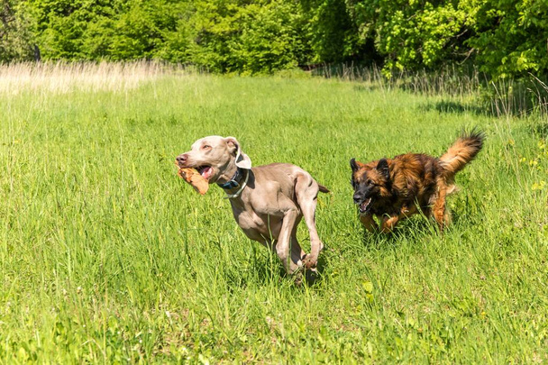 Des chiens heureux s'amusent dans une prairie. Weimaraner et Sheepdog courent sur un champ vert. Chiens sains et heureux
. - Photo, image