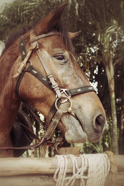 Face horse - Photo, Image