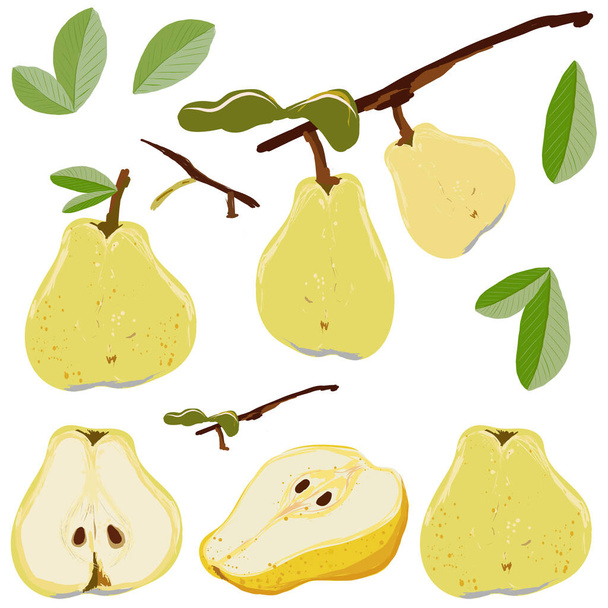 Pear fruit set whole and cut isolated on white background vector illustration. Set for design, banner, menu, poster, apparel, cards. - Vektor, obrázek