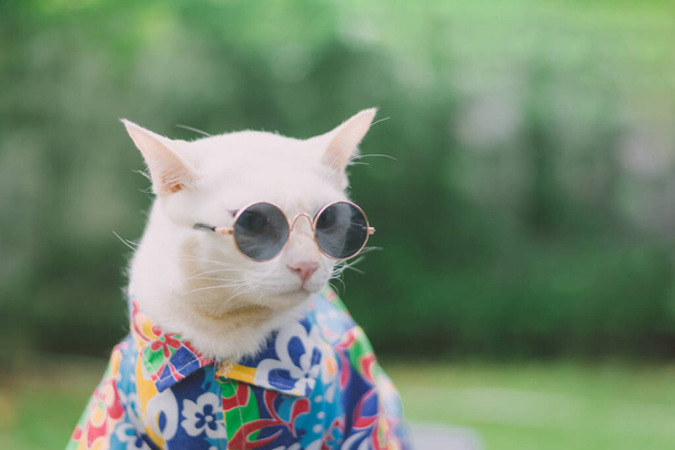 Retrato de gato branco Hipster usando óculos de sol e camisa, conceito de moda animal. - Foto, Imagem